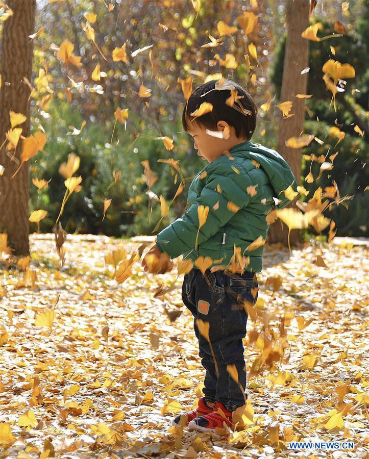 #CHINA-AUTUMN-GINGKO TREES (CN)