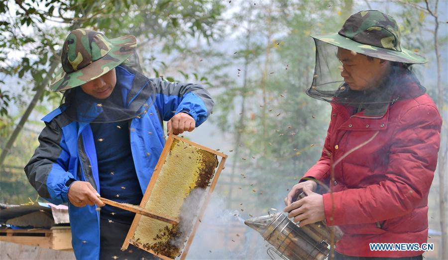 #CHINA-HUBEI-ENSHI-BEE FARM (CN)