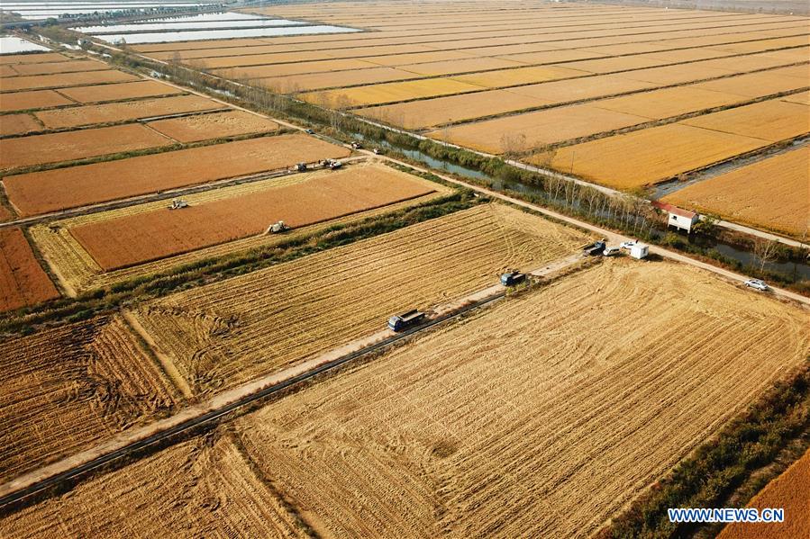 #CHINA-JIANGSU-HARVEST SEASON (CN)