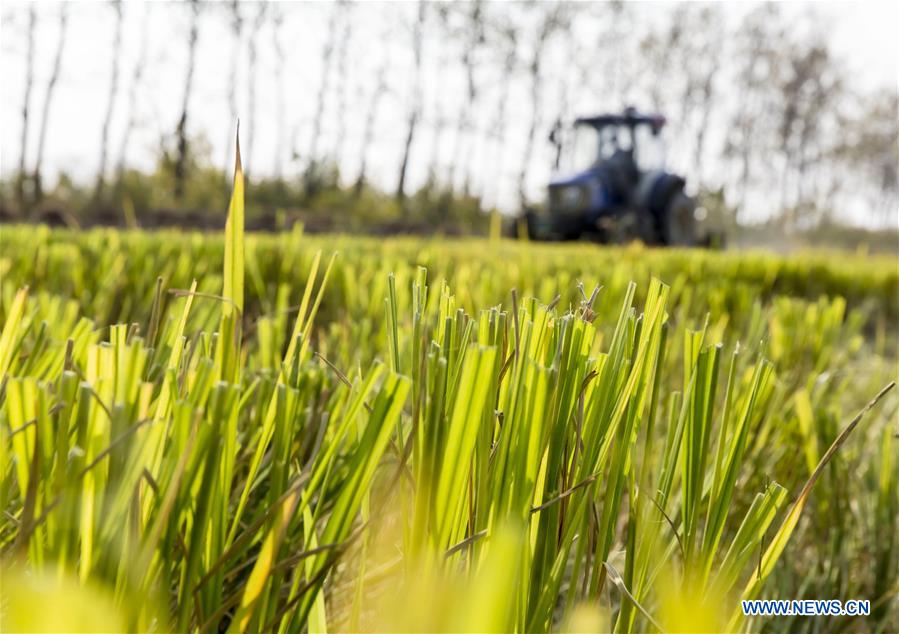 #CHINA-JIANGSU-HARVEST SEASON (CN)