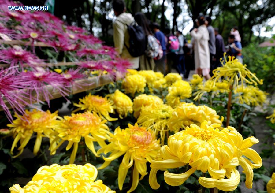 #CHINA-CHRYSANTHEMUM-TOURISM (CN)