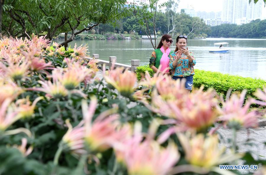 FUJIAN-FUZHOU-CHRYSANTHEMUM