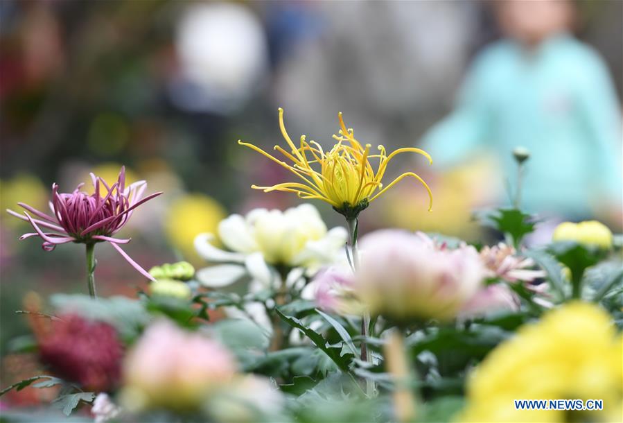 FUJIAN-FUZHOU-CHRYSANTHEMUM