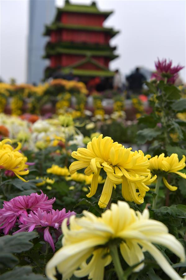 CHINA-JIANGXI-NANCHANG-CHRYSANTHEMUM SHOW (CN)