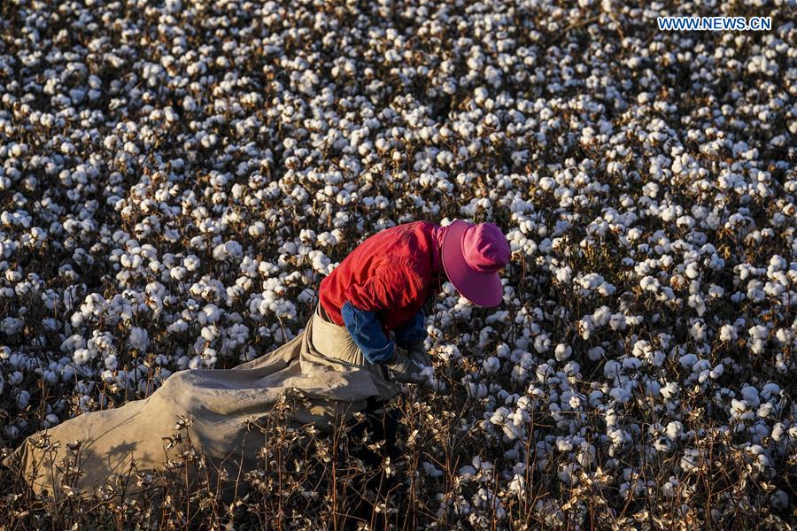 CHINA-XINJIANG-URUMQI-COTTON SEASON(CN)