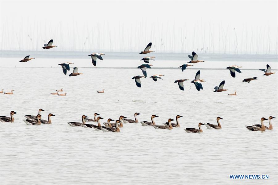 #CHINA-JIANGSU-XUYI-MIGRATORY BIRDS (CN)