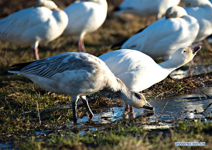 CANADA-RICHMOND-SNOW GEESE