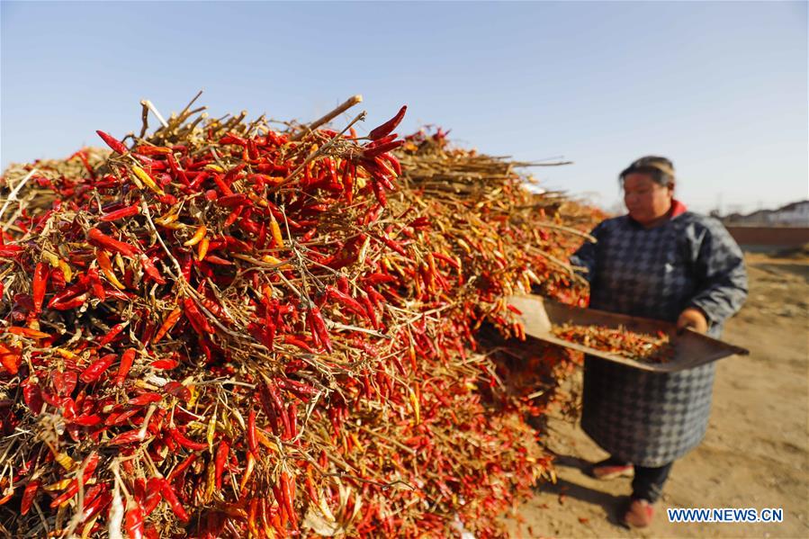 #CHINA-HEBEI-TANGSHAN-CHILI-HARVEST (CN)