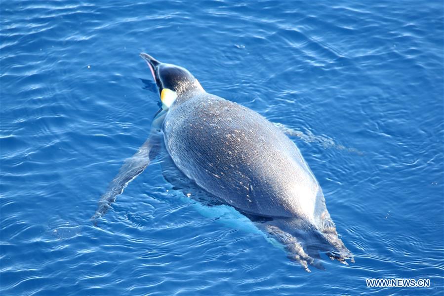 ANTARCTICA-XUELONG-ZHONGSHAN STATION-PENGUINS 