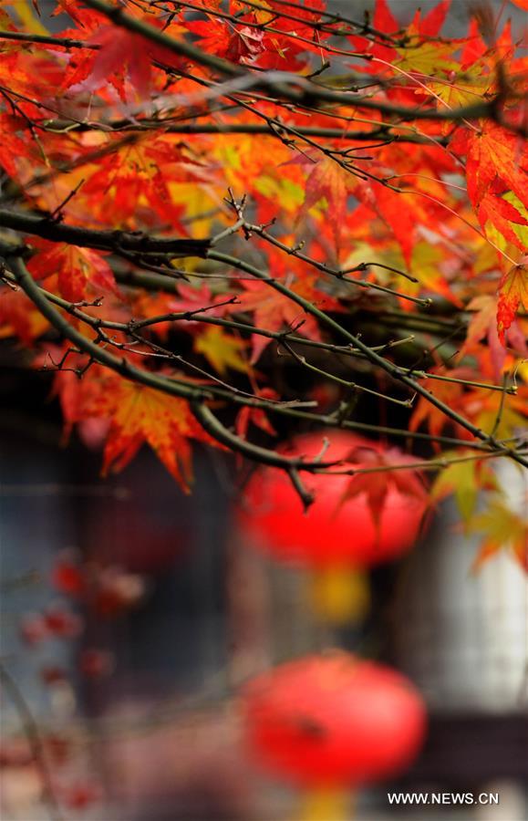 CHINA-SUZHOU-AUTUMN LEAVES (CN)