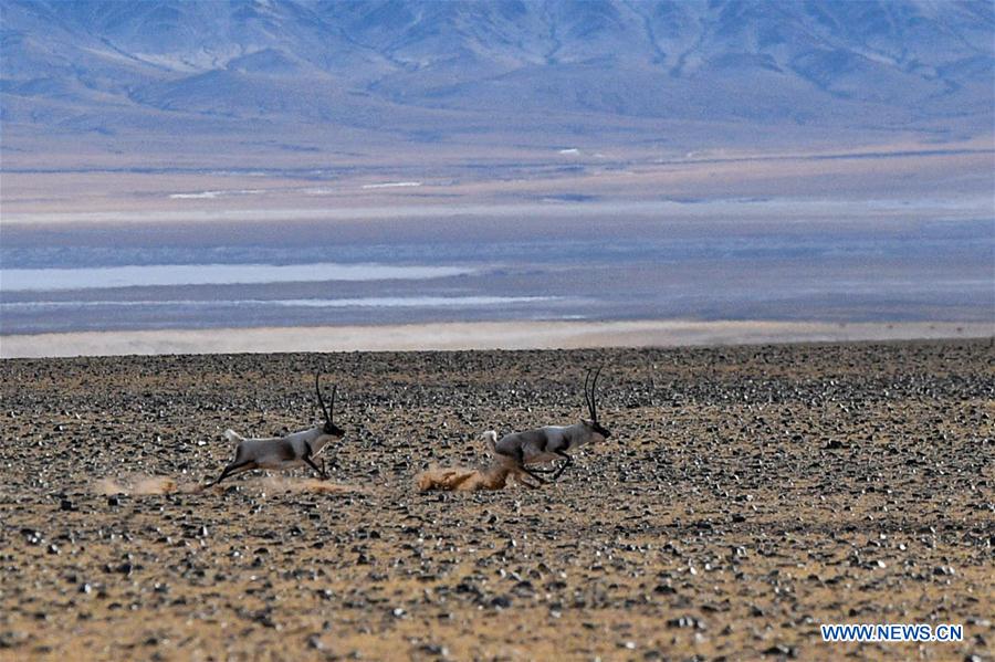 (InTibet)CHINA-WILDLIFE-TIBETAN ANTELOPE-HABITAT (CN)