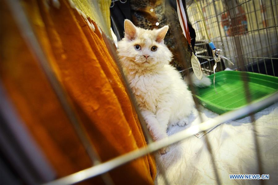 POLAND-WARSAW-CAT SHOW