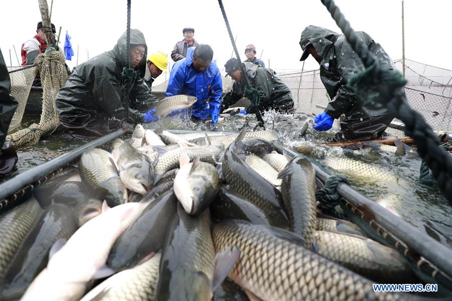 #CHINA-JIANGSU-XUYI-WINTER FISHING (CN)