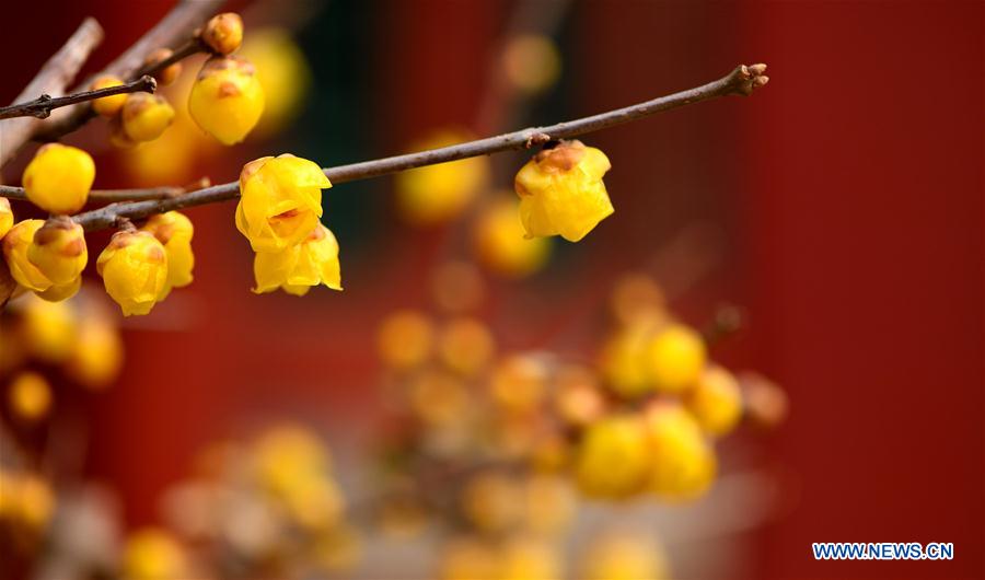 (InPalaceMuseum)CHINA-BEIJING-PALACE MUSEUM-FLOWERS (CN)  