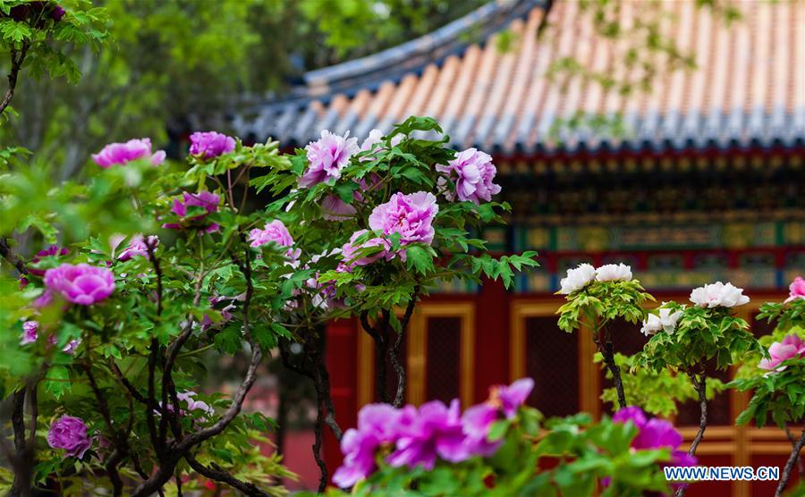 (InPalaceMuseum)CHINA-BEIJING-PALACE MUSEUM-FLOWERS (CN)  