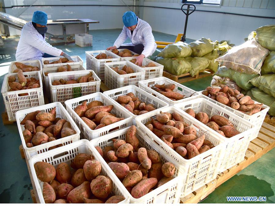 #CHINA-SHANDONG-ZAOZHUANG-SWEET POTATO (CN)