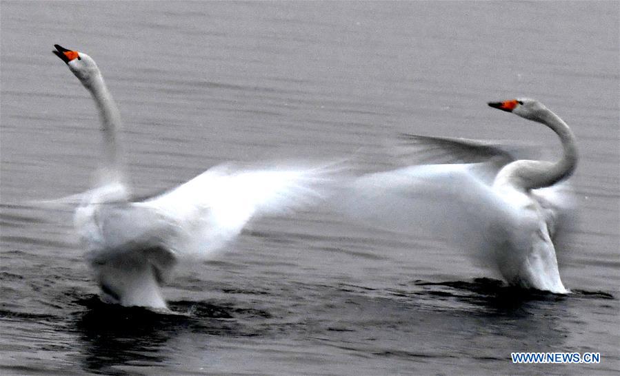 CHINA-HENAN-WHITE SWANS (CN)