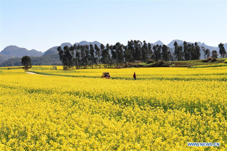 #CHINA-YUNNAN-LUOPING-COLE FLOWER(CN)