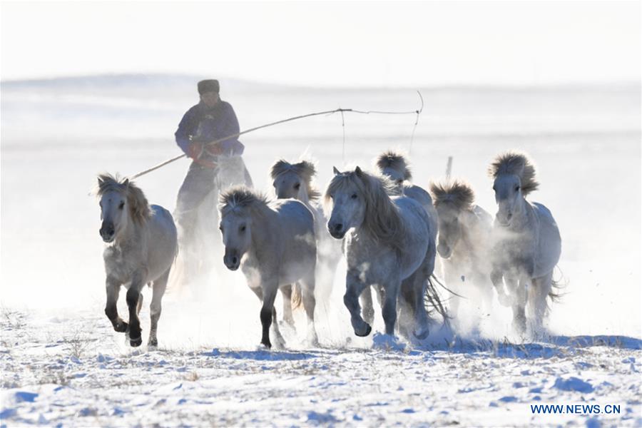 CHINA-INNER MONGOLIA-HORSE TAMING (CN)