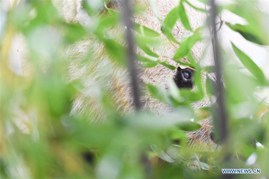 CHINA-ANHUI-SNOW-GIANT PANDA (CN)