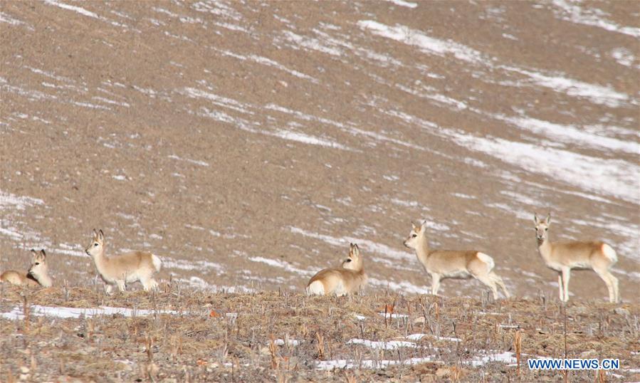 CHINA-QINGHAI-WILD ANIMALS-SCENERY (CN)