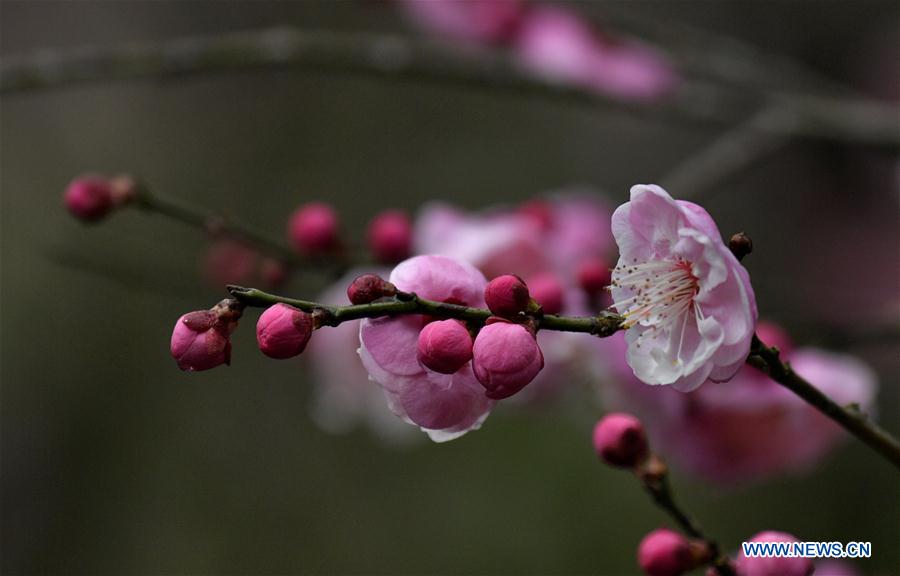 #CHINA-XUANEN-PLUM FLOWERS (CN)