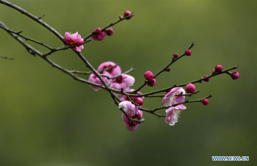 #CHINA-XUANEN-PLUM FLOWERS (CN)