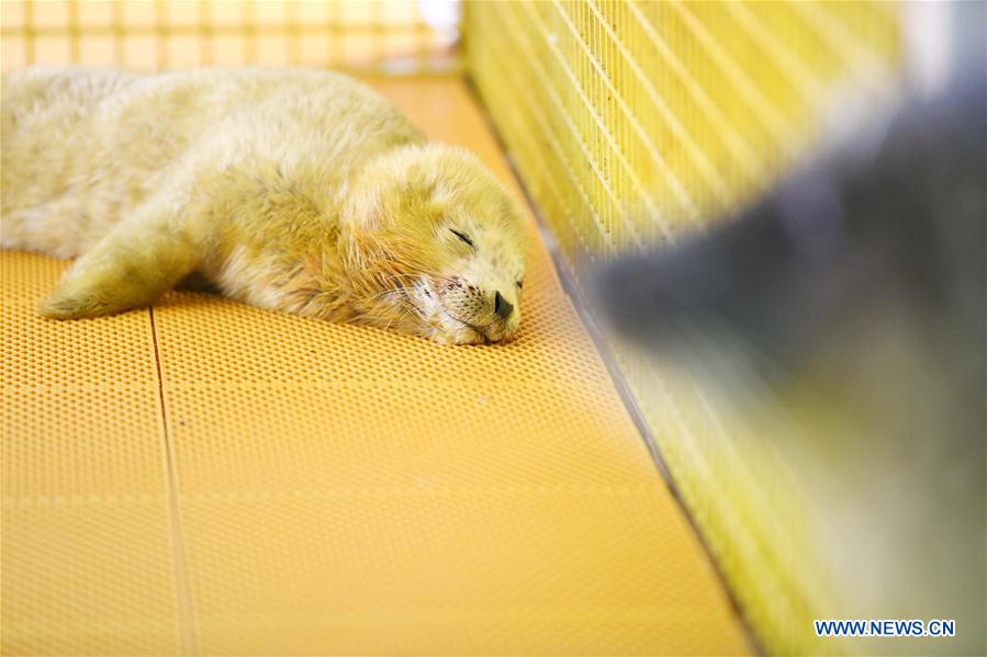 CHINA-HARBIN-SEAL CUB (CN)