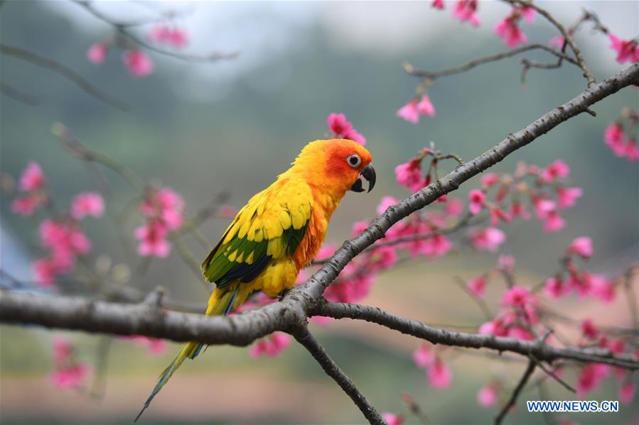 CHINA-GUANGXI-SPRING FESTIVAL-CHERRY FLOWER (CN)