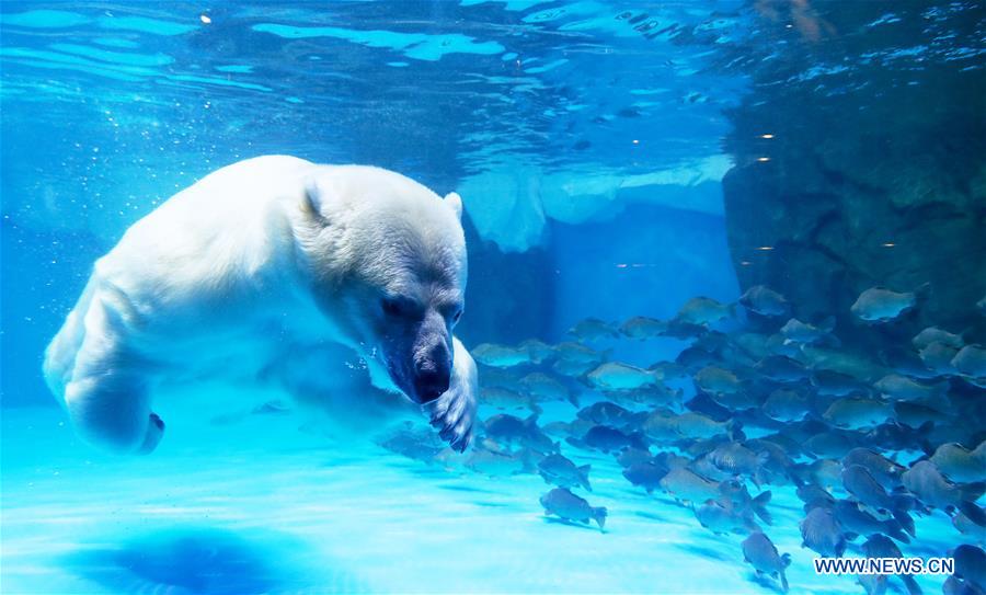 CHINA-SHANGHAI-LANTERN FESTIVAL-POLAR BEAR(CN)