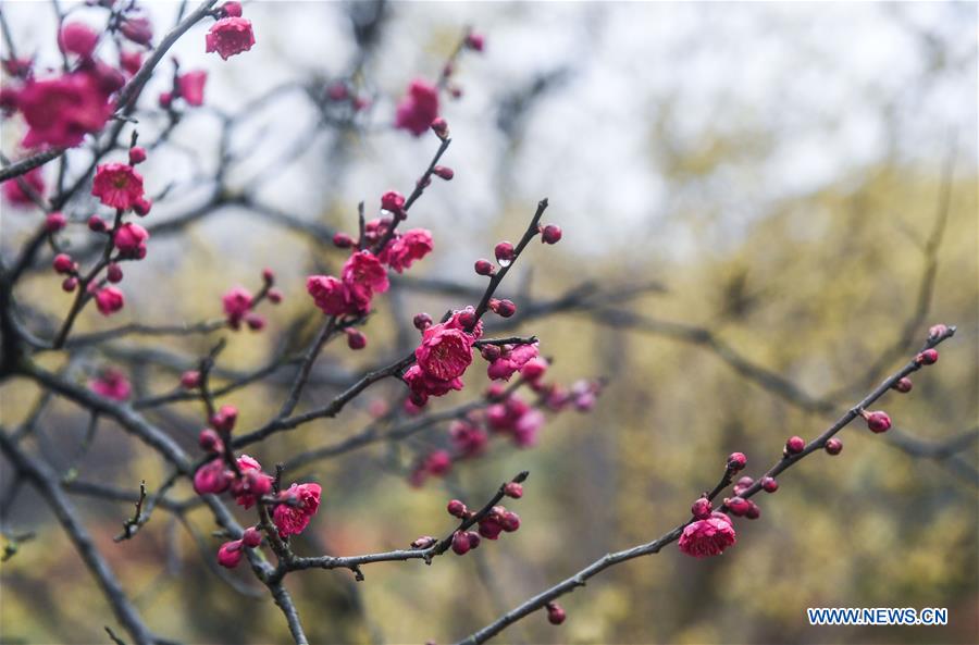 CHINA-ZHEJIANG-CHANGXING-PLUM BLOSSOM (CN)