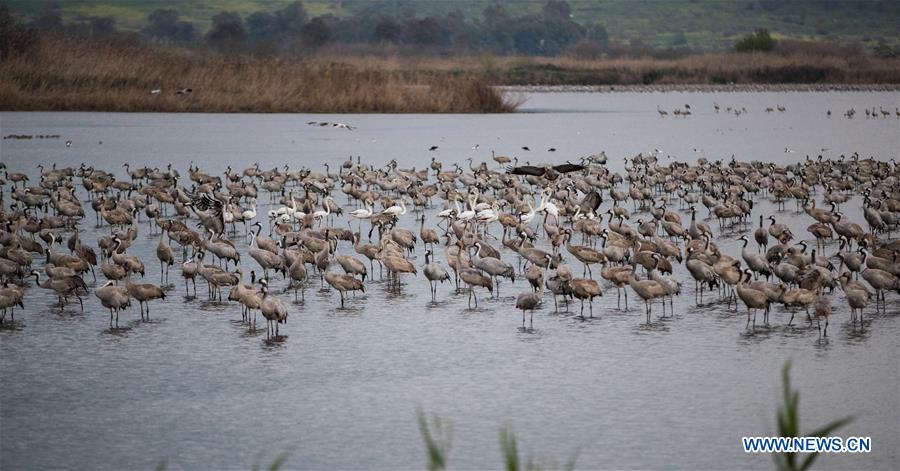 ISRAEL-HULA VALLEY-BIRD-MIGRATION