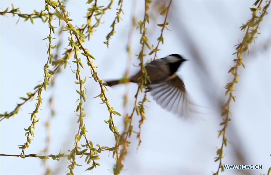 #CHINA-SPRING-WILLOW (CN)