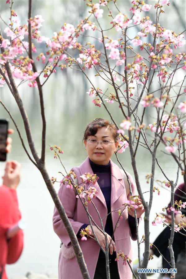 CHINA-BEIJING-YUYUANTAN PARK-CHERRY BLOSSOM (CN)