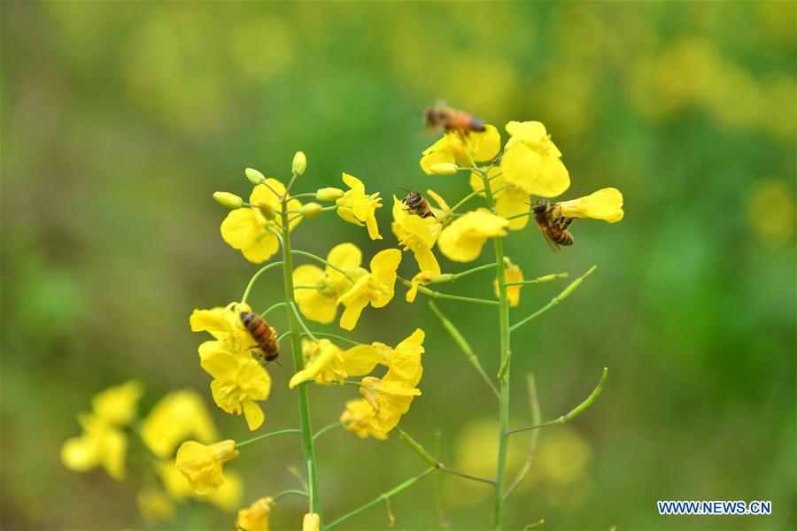 #CHINA-HUNAN-SPRING-BEE FARM (CN)