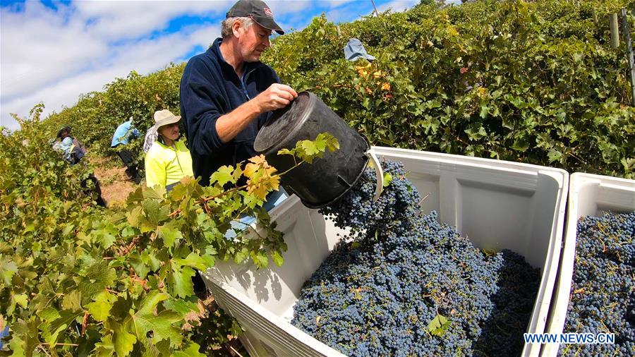 AUSTRALIA-ADELAIDE-GRAPES