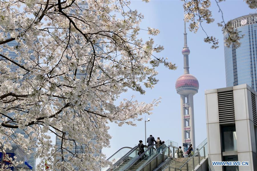 CHINA-SHANGHAI-CHERRY BLOSSOMS-CITYSCAPE (CN)