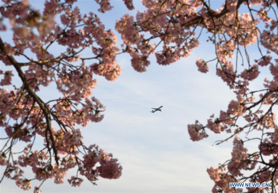 U.S.-WASHINGTON D.C.-CHERRY BLOSSOM