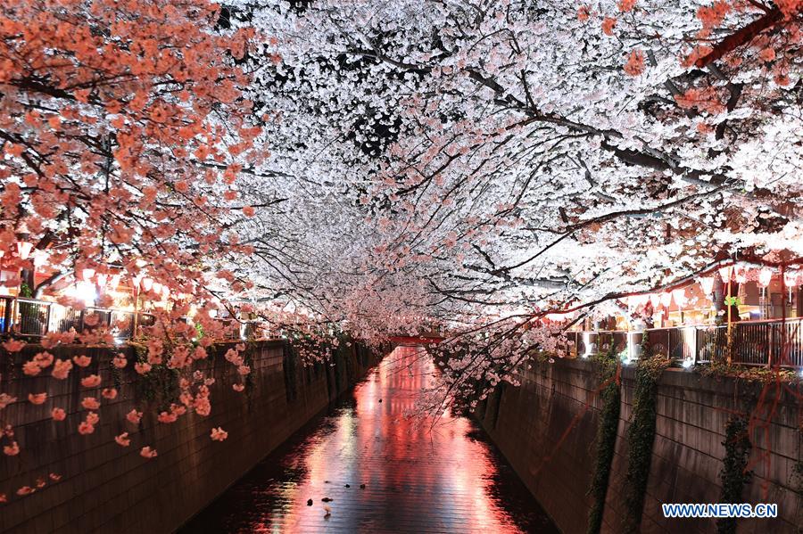 JAPAN-TOKYO-MEGURO RIVER-CHERRY BLOSSOM