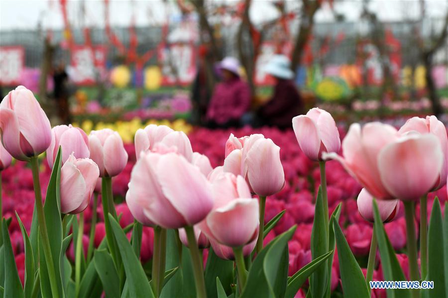 CHINA-GANSU-YUZHONG-TULIP (CN)