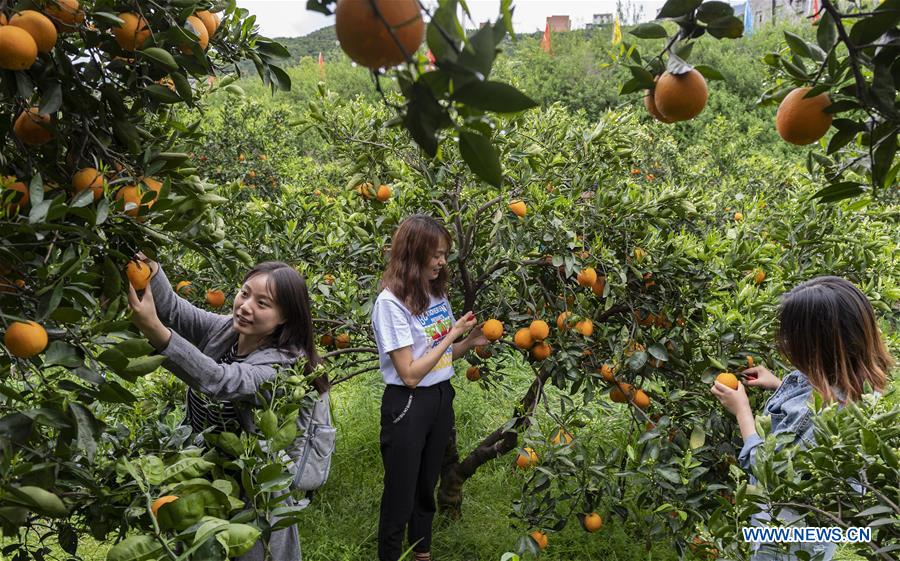 #CHINA-HUBEI-YICHANG-NAVEL ORANGE (CN)