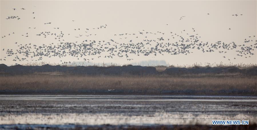 CHINA-JILIN-NATURE RESERVE-MIGRANT BIRDS (CN)