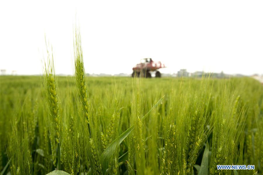 #CHINA-GUYU-AGRICULTURE-FARM WORK (CN)