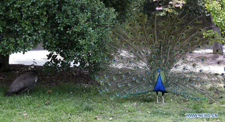 UNITED STATES-LOS ANGELES-COUNTY ARBORETUM AND BOTANIC GARDEN