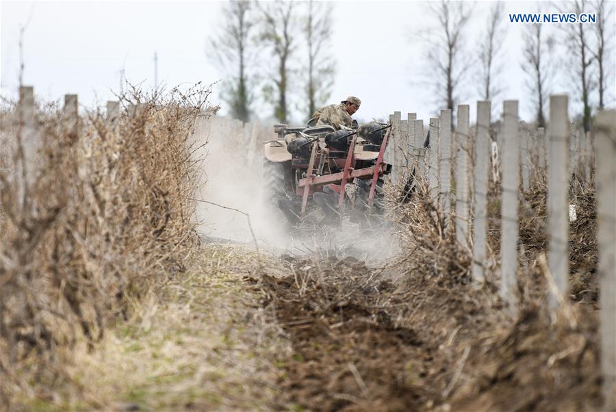 CHINA-XINJIANG-SPRING-FARMING (CN)