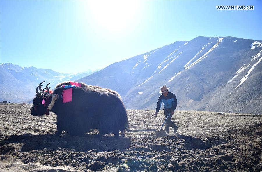 CHINA-TIBET-XIGAZE-FARMING (CN)