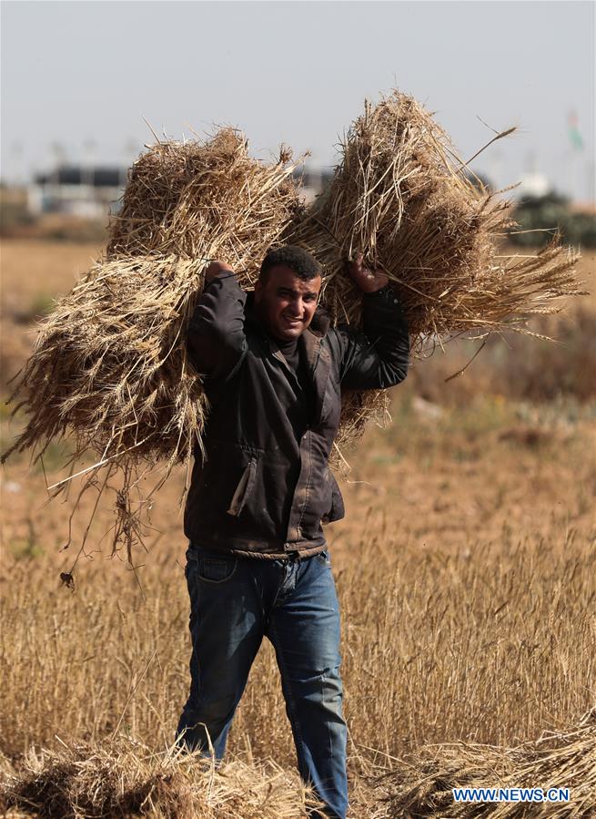 MIDEAST-KHAN YOUNIS-HARVEST-WHEAT