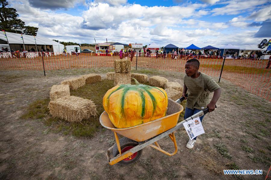 AUSTRALIA-COLLECTOR-PUMPKIN FESTIVAL