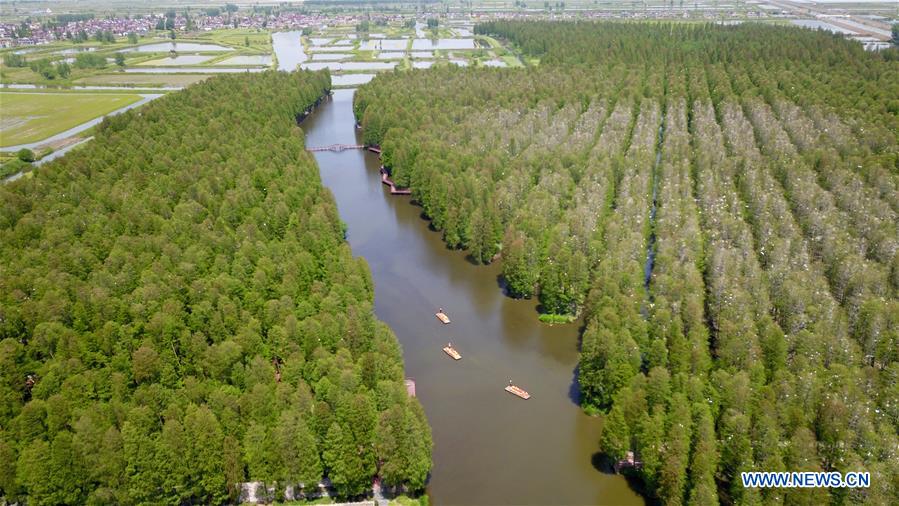 #CHINA-JIANGSU-XINGHUA-FOREST-SCENERY (CN)