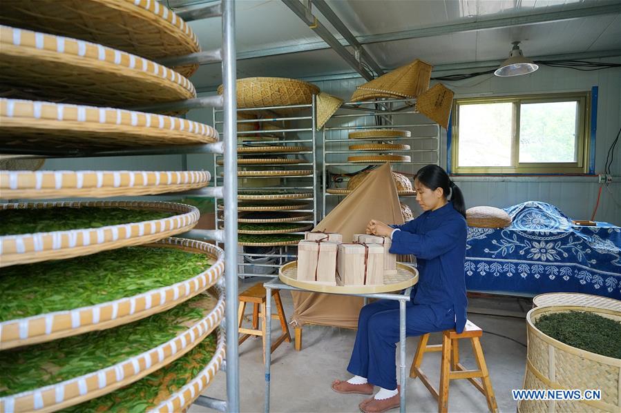 CHINA-HEBEI-LINCHENG-TEA PLANTING (CN)